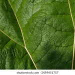 《武林风》最新直播时间表及观看指南 l0u9ft